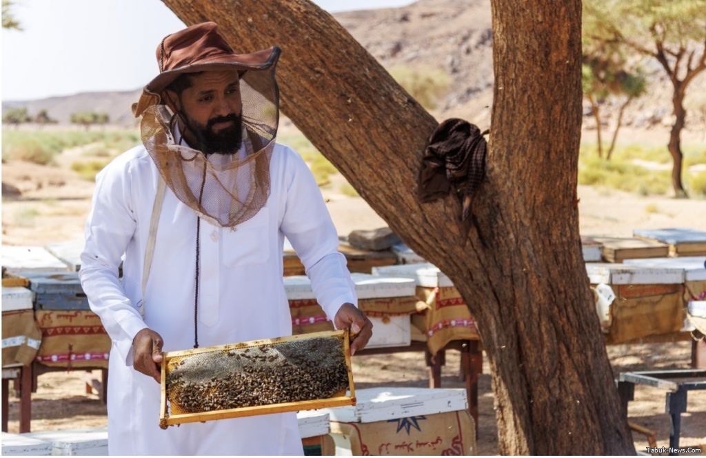 اكثر من 35 طن إنتاج عسل الطلح في منطقة تبوك مع بدء موسم الإنتاج والفرز اكثر من 35 طن إنتاج عسل الطلح في منطقة تبوك مع بدء موسم الإنتاج والفرز